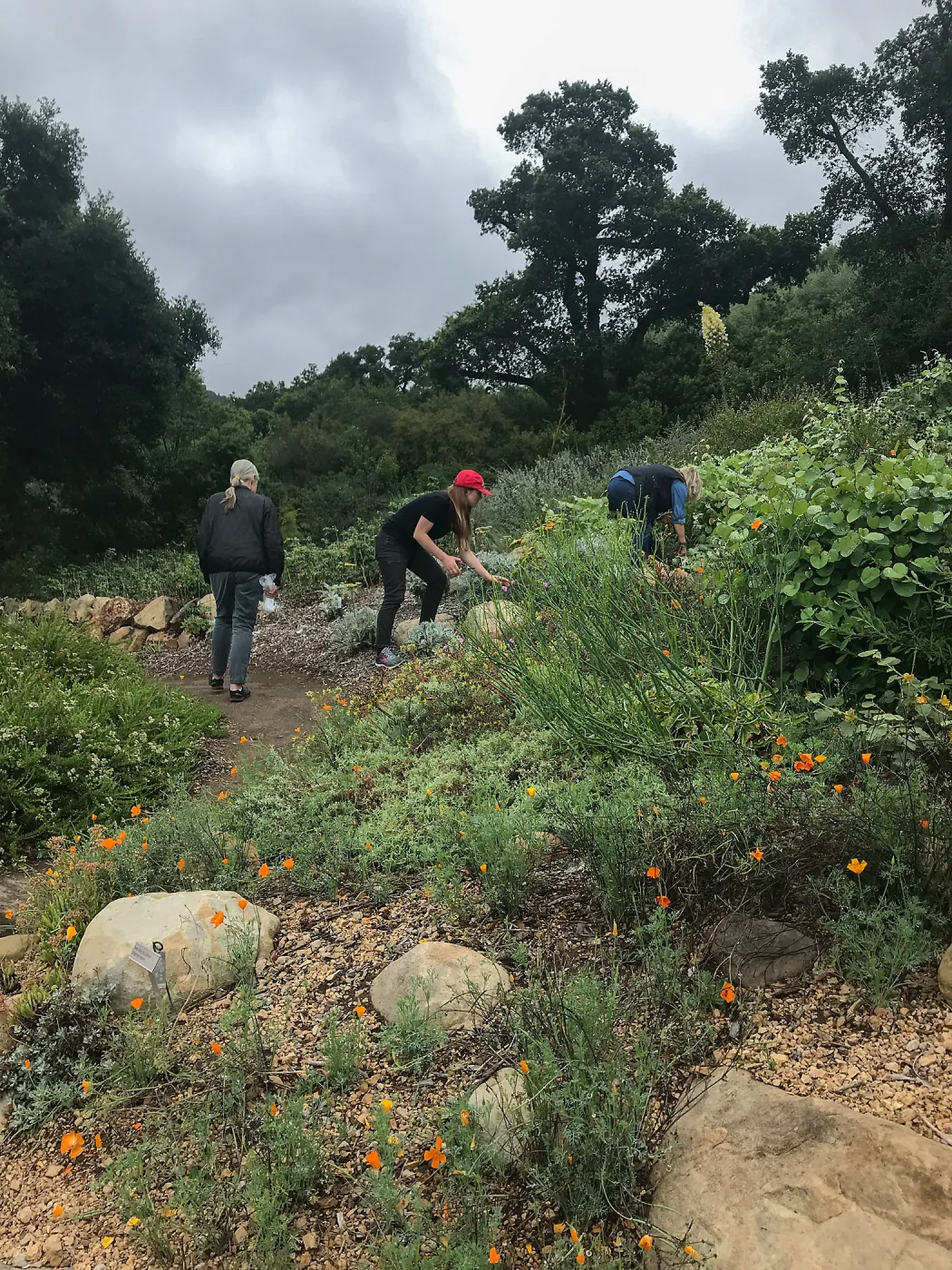 Bring the Wild Inside; Floral Design With California Native Plants