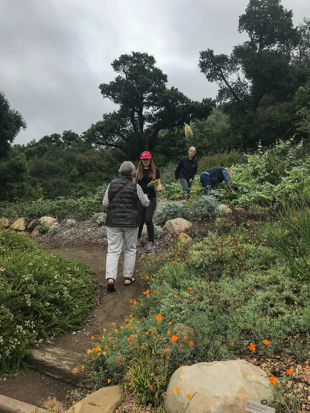 Bring the Wild Inside; Floral Design With California Native Plants