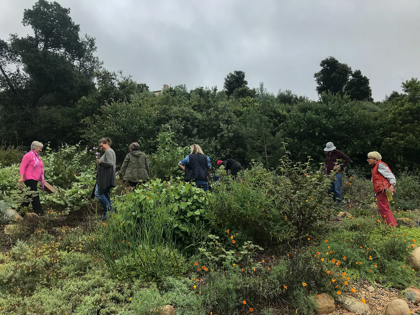 Bring the Wild Inside; Floral Design With California Native Plants