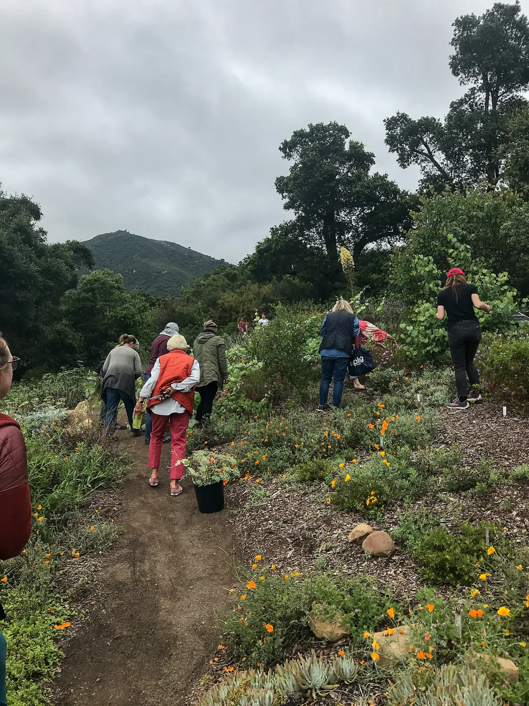 Bring the Wild Inside; Floral Design With California Native Plants