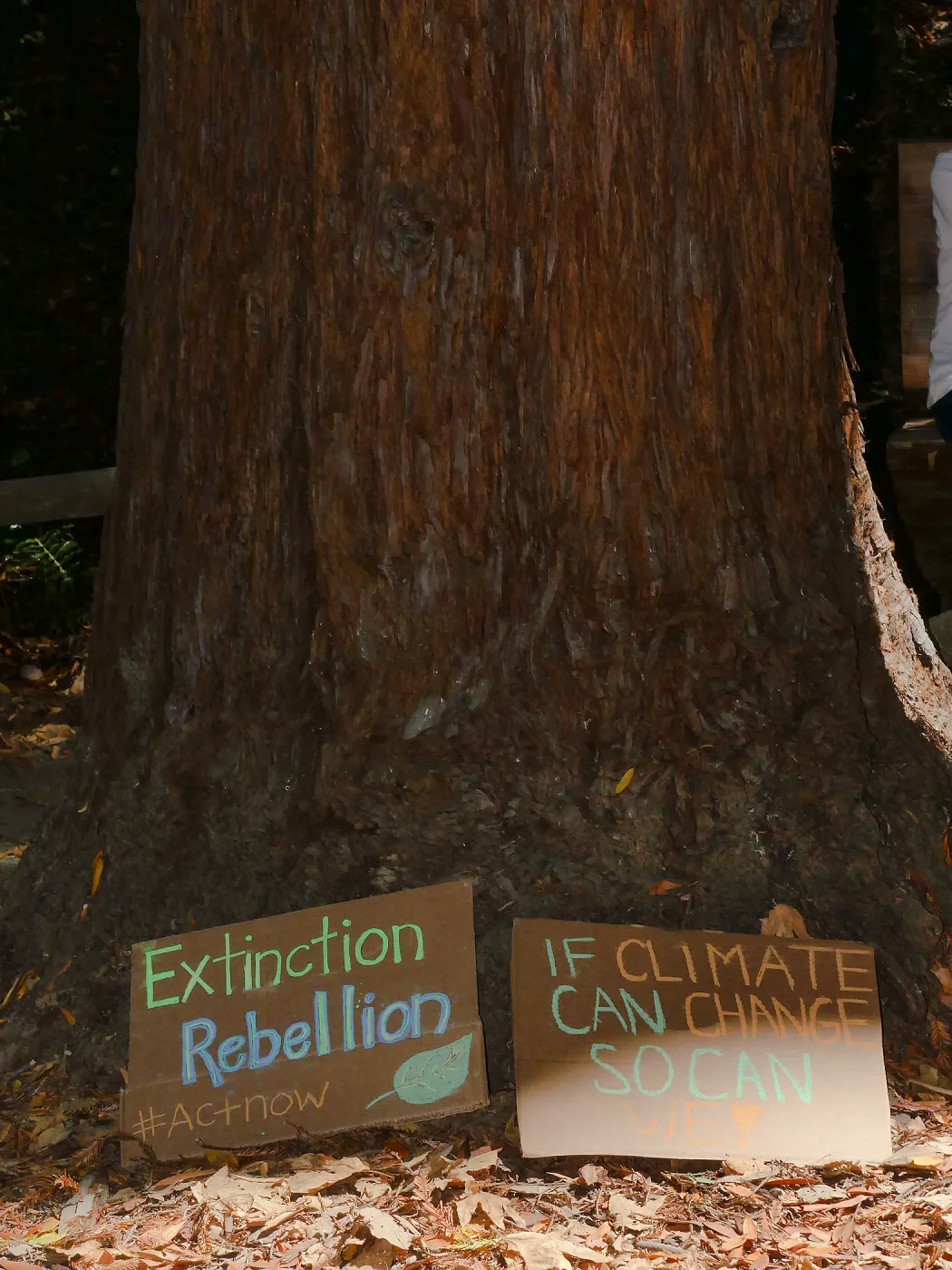 Climate walk in support of the Global Climate Strike (Coast Redwood)