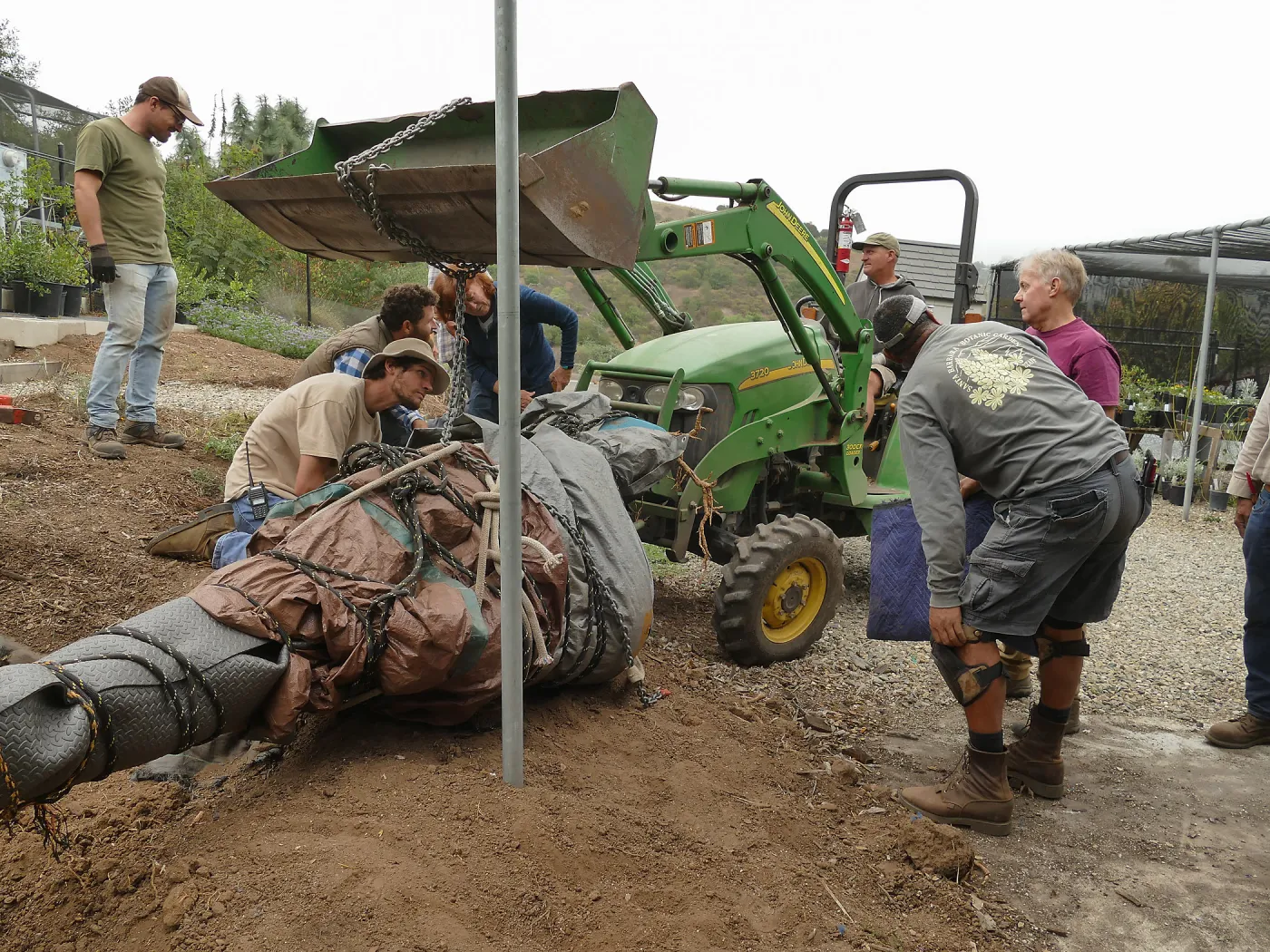 Moving a Lophocereus schottii cactus collected in 1996 from the canyard to the Island View Garden