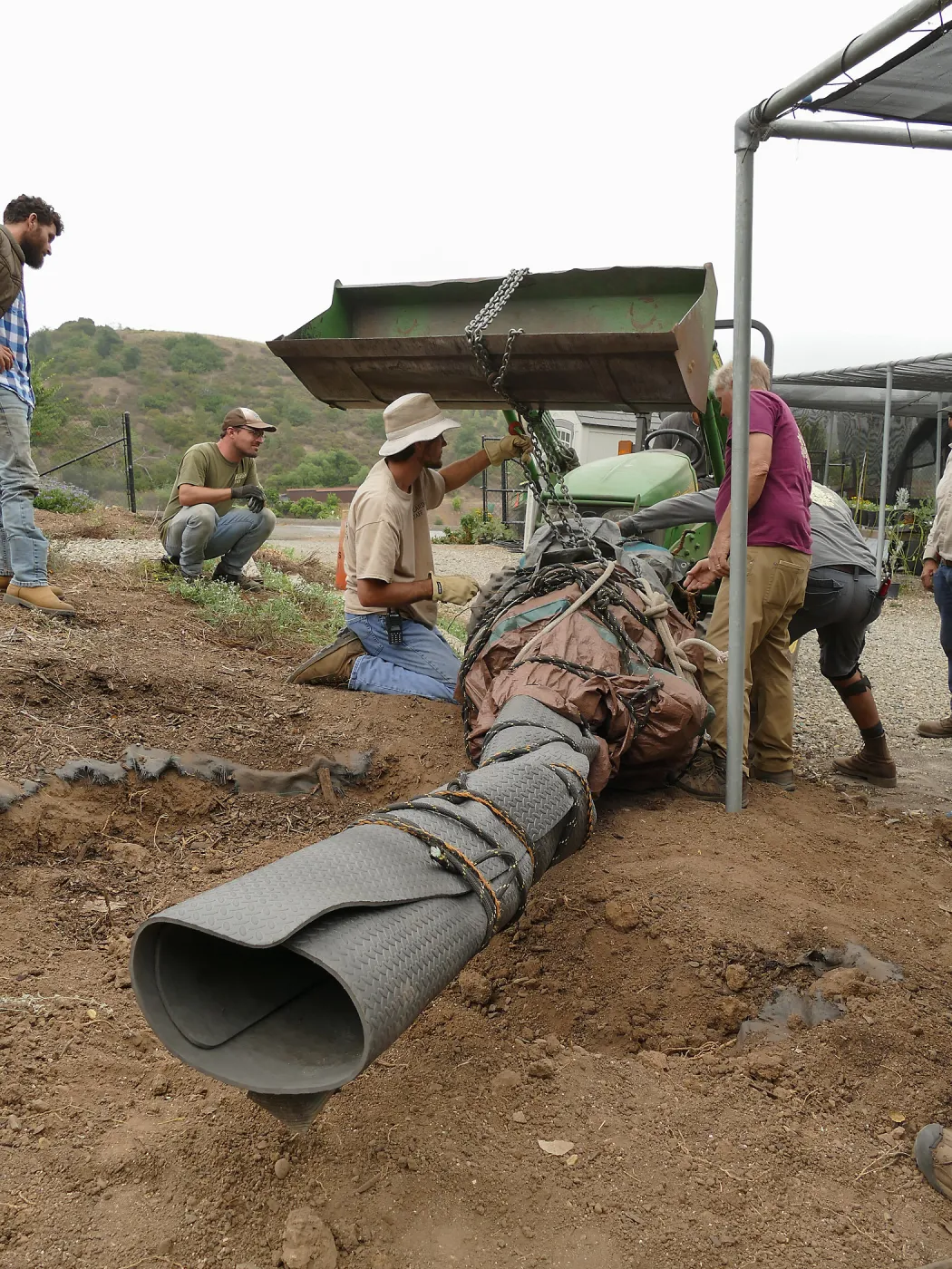 Moving a Lophocereus schottii cactus collected in 1996 from the canyard to the Island View Garden