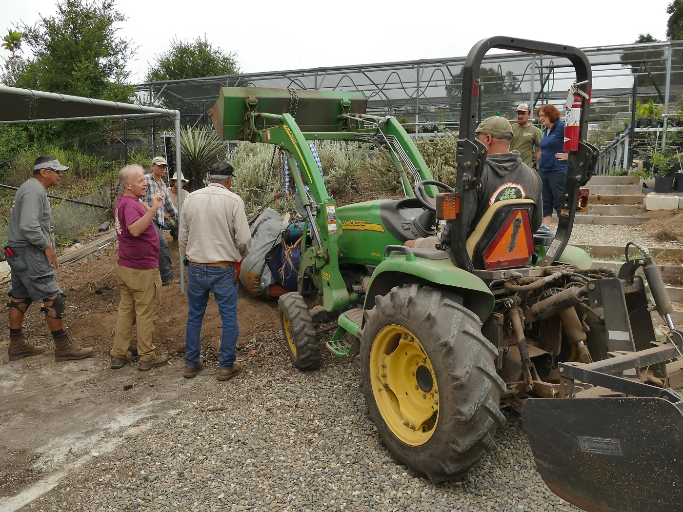 Moving a Lophocereus schottii cactus collected in 1996 from the canyard to the Island View Garden