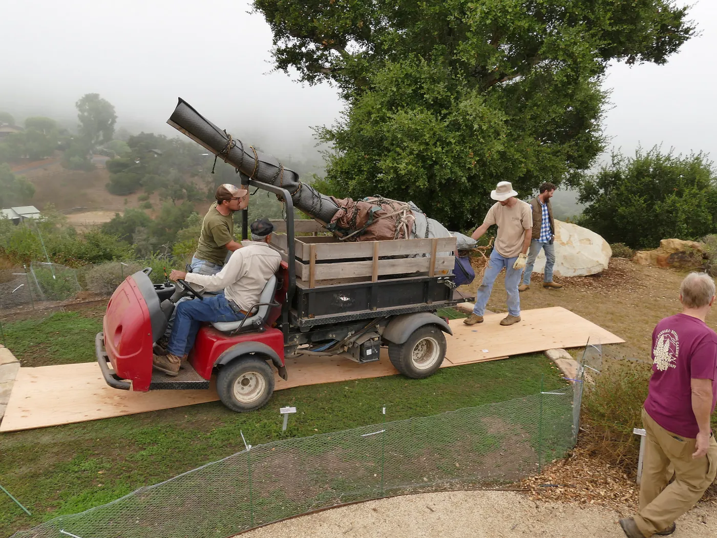 Moving a Lophocereus schottii cactus collected in 1996 from the canyard to the Island View Garden