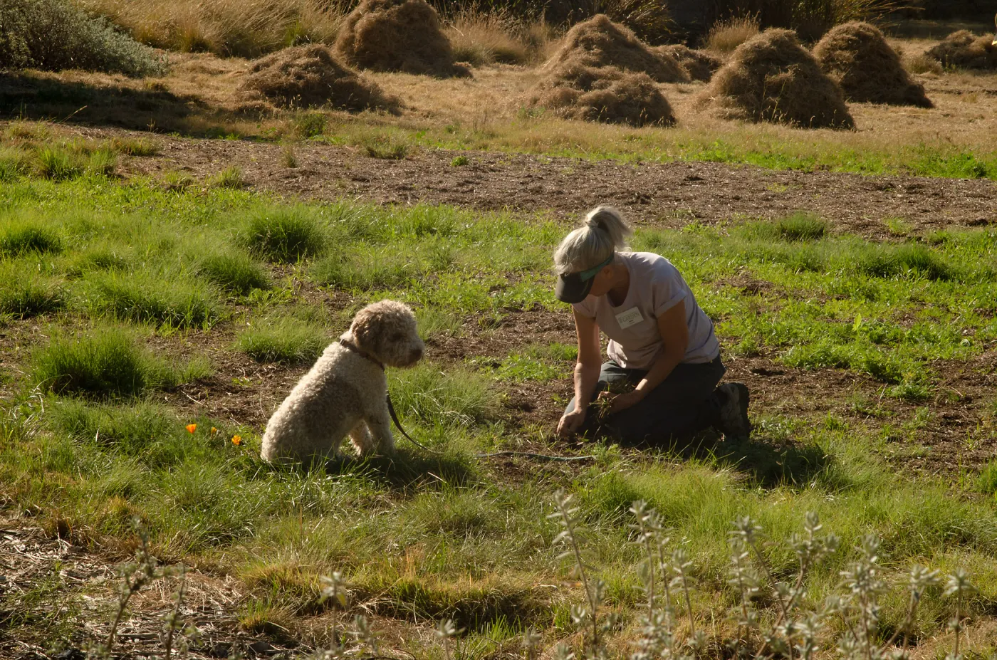Wednesday volunteer crew working in the Meadow