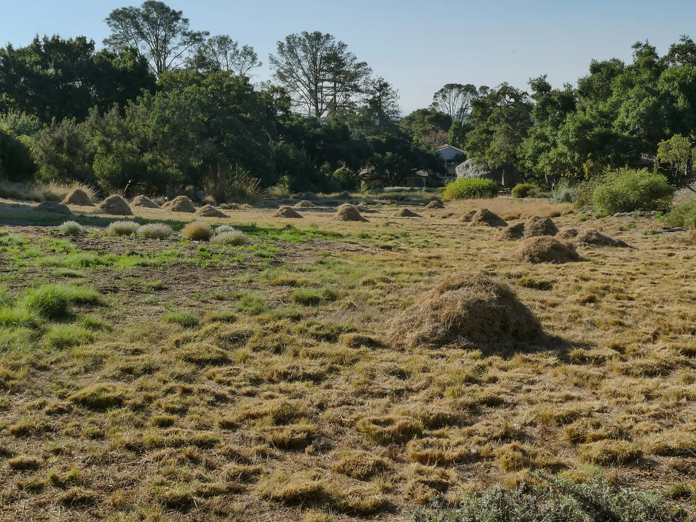Mounds of bouteloua and stipa in the Meadow after trimming