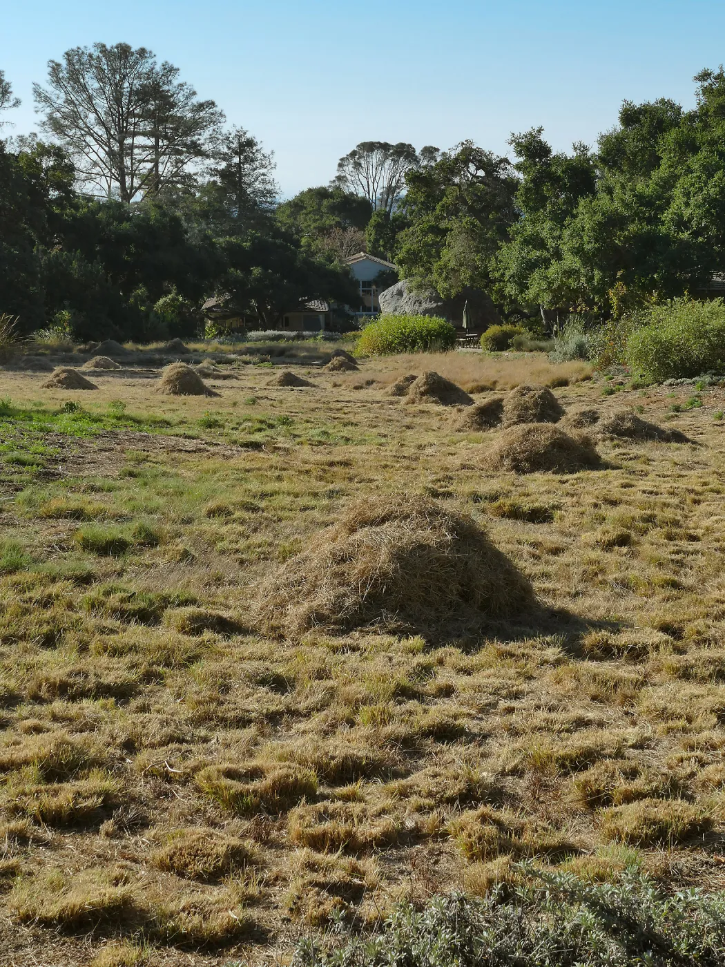 Mounds of bouteloua and stipa in the Meadow after trimming