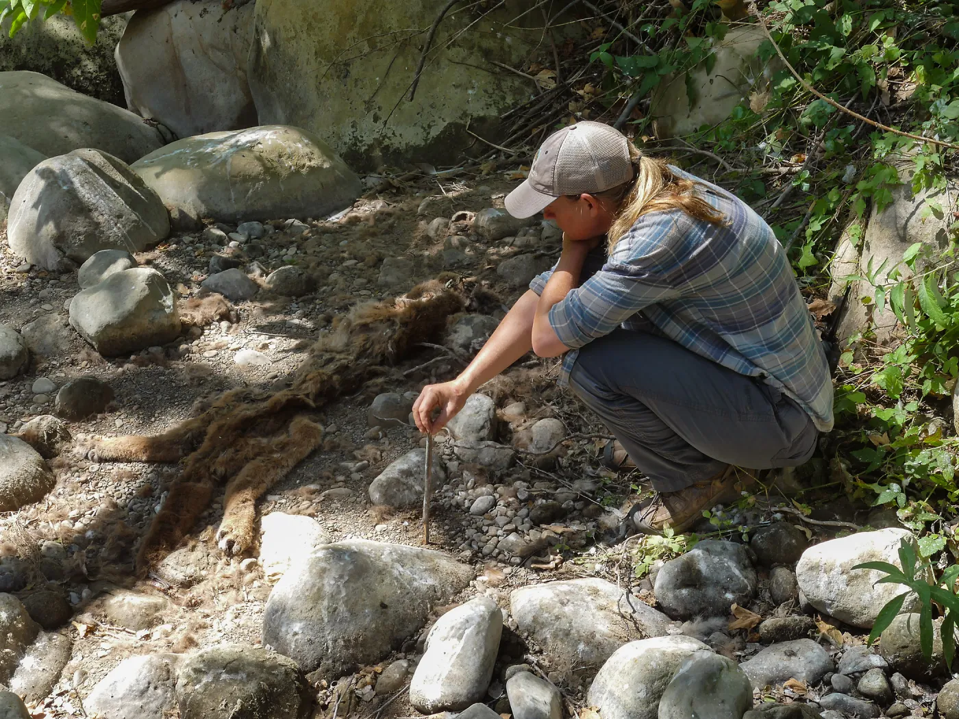 Mountain lion carcass in creekbed below lower crossing