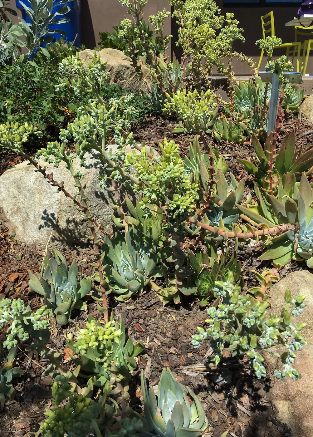 Dudleya greenei, PCC
