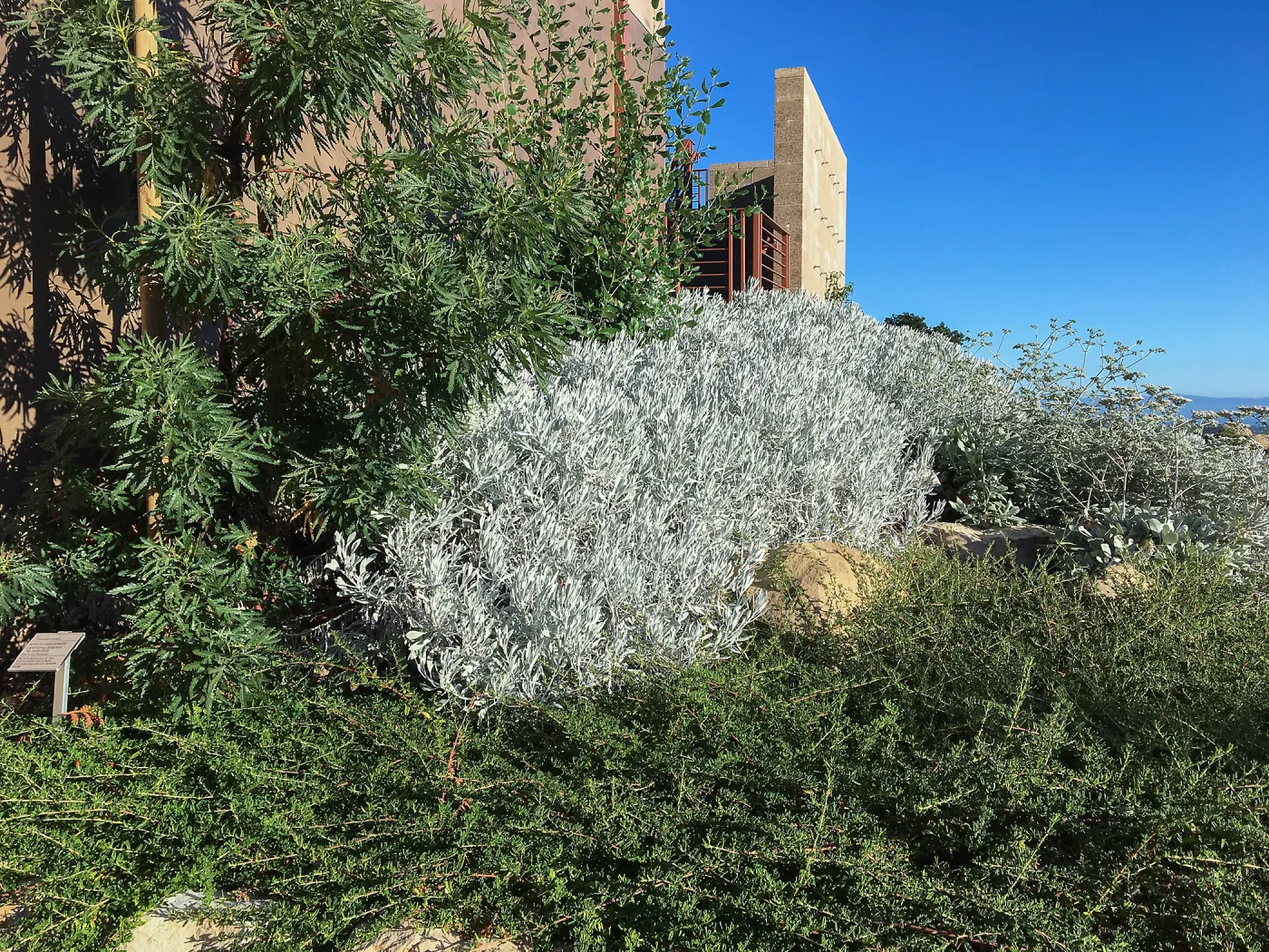 Senecio, Ceanothus hearstiorum, Lyonothamnus at PCC