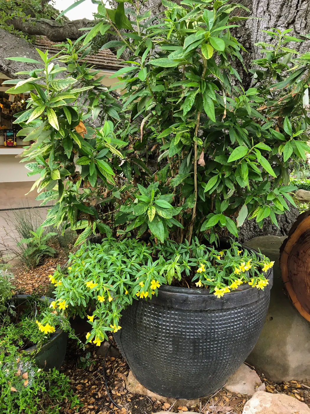Carpenteria californica, Diplacus