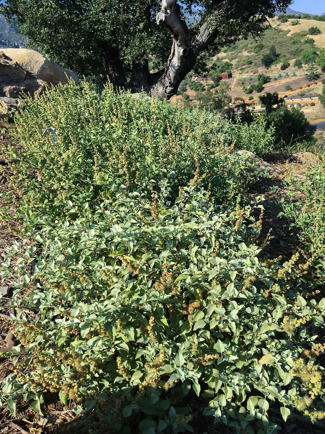 Ambrosia chenopodiifolia , PCC