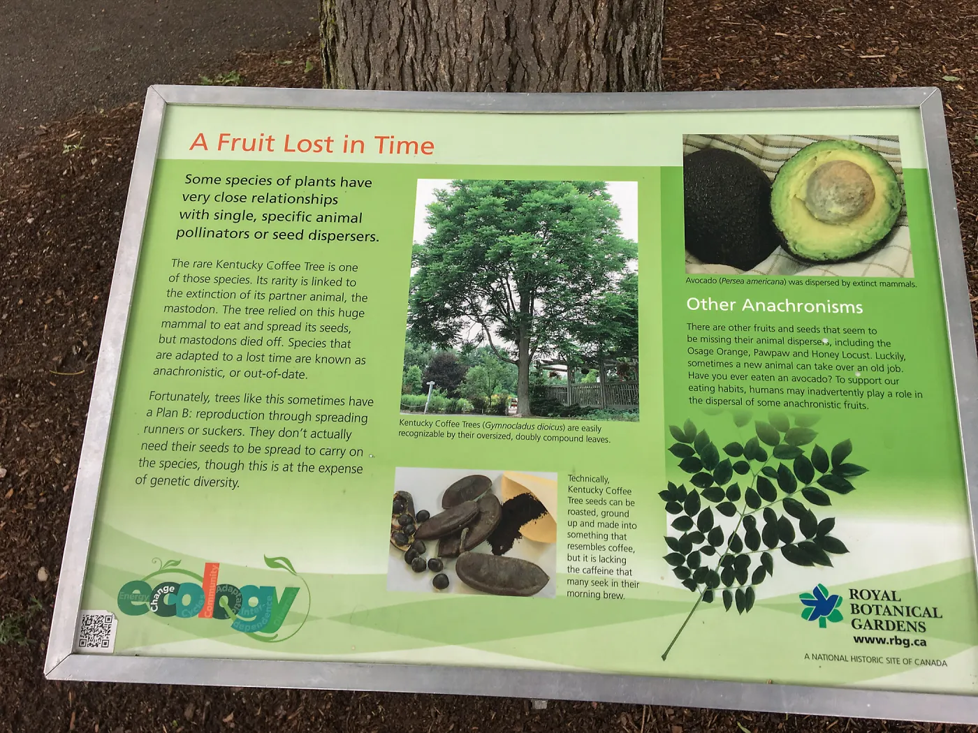 Royal Botanic Garden, Ontario, Canada, BioBlitz pollination and seed dispersal, Imagination Grove
