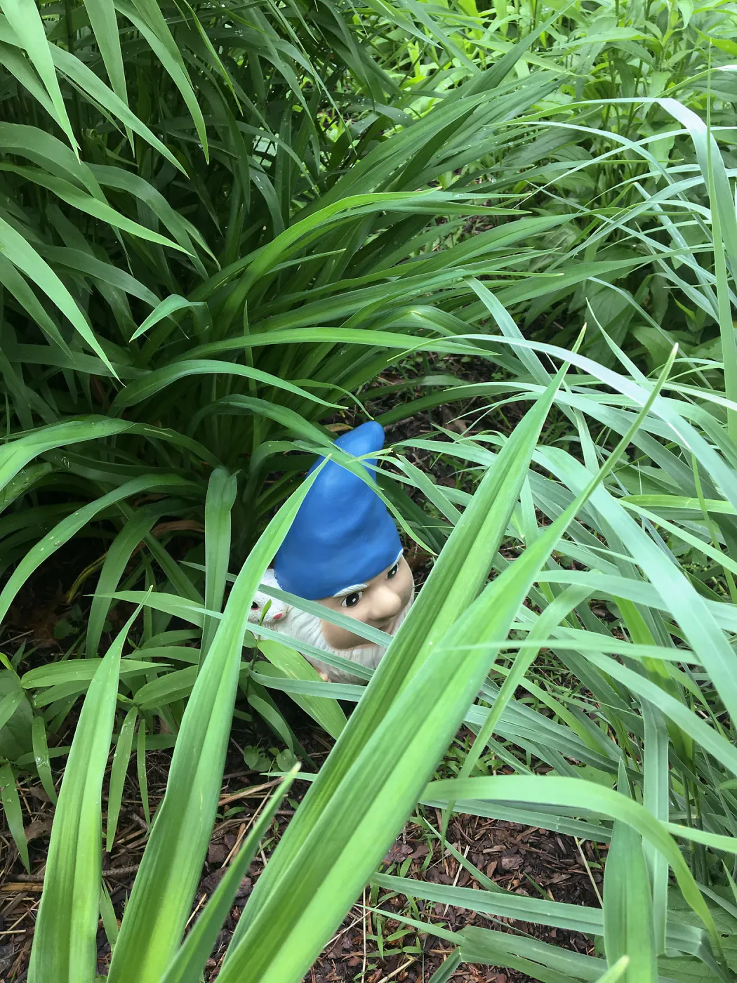Royal Botanic Garden, Ontario, Canada, Gnome hiding in the Imagination Grove