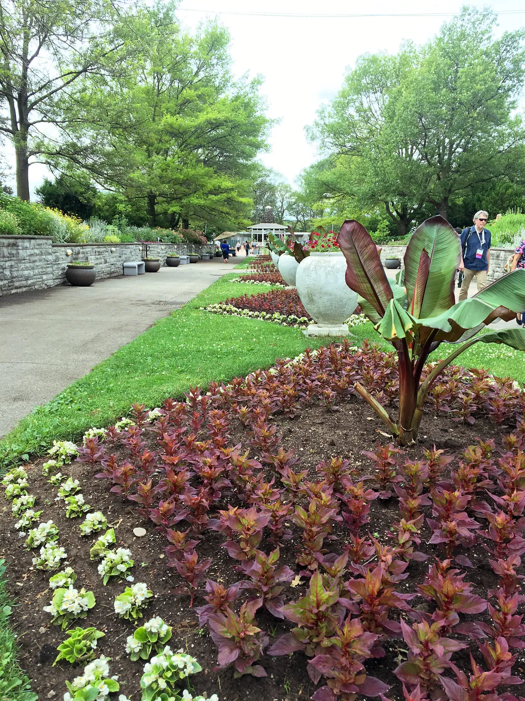 Royal Botanic Garden, Ontario, Canada, Banana plant