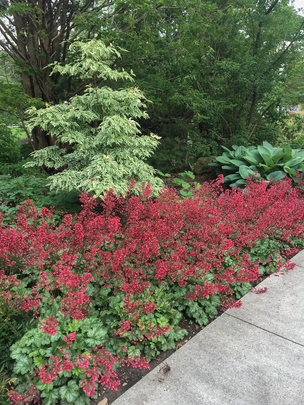 Ryal Botanic Garden, Ontario, Canada, Heuchera in bloom