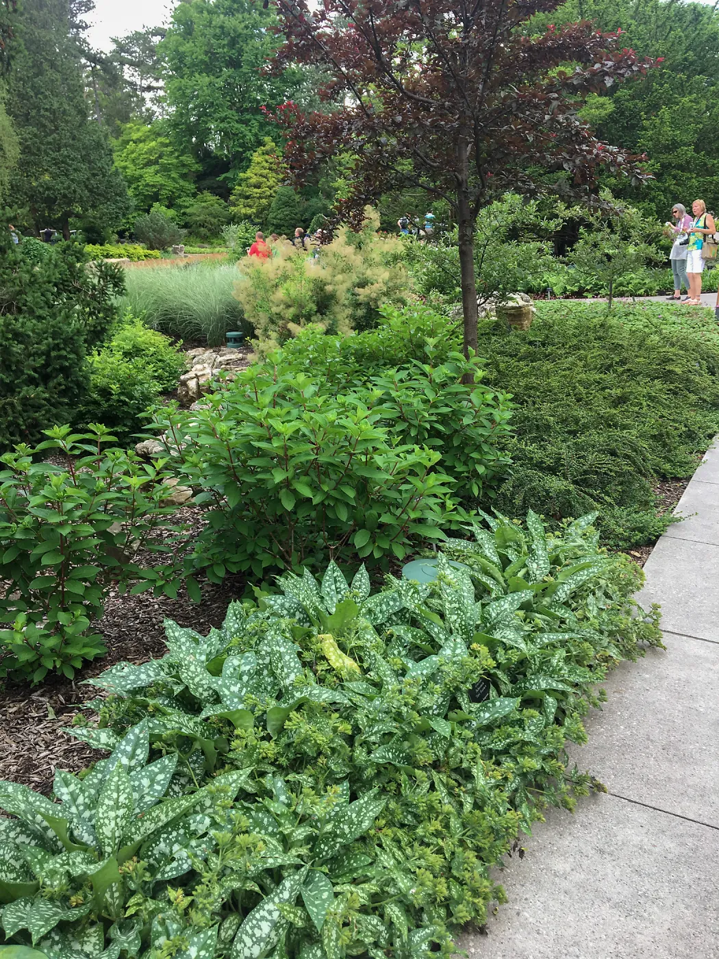 Royal Botanic Garden, Ontario, Canada, Hosta