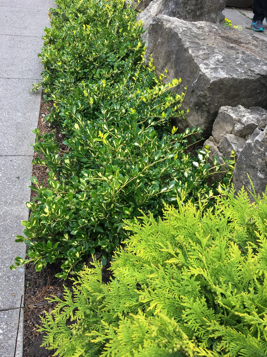 Royal Botanic Garden, Ontario, Canada, Euonymus