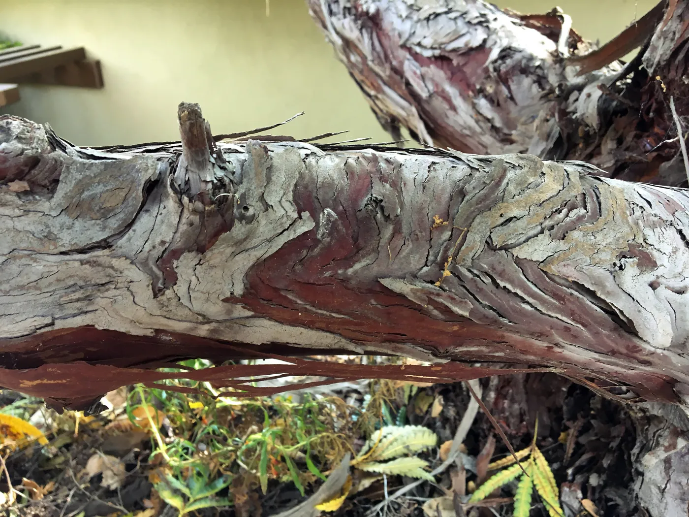 Peter Schuylers garden, Island ironwood bark