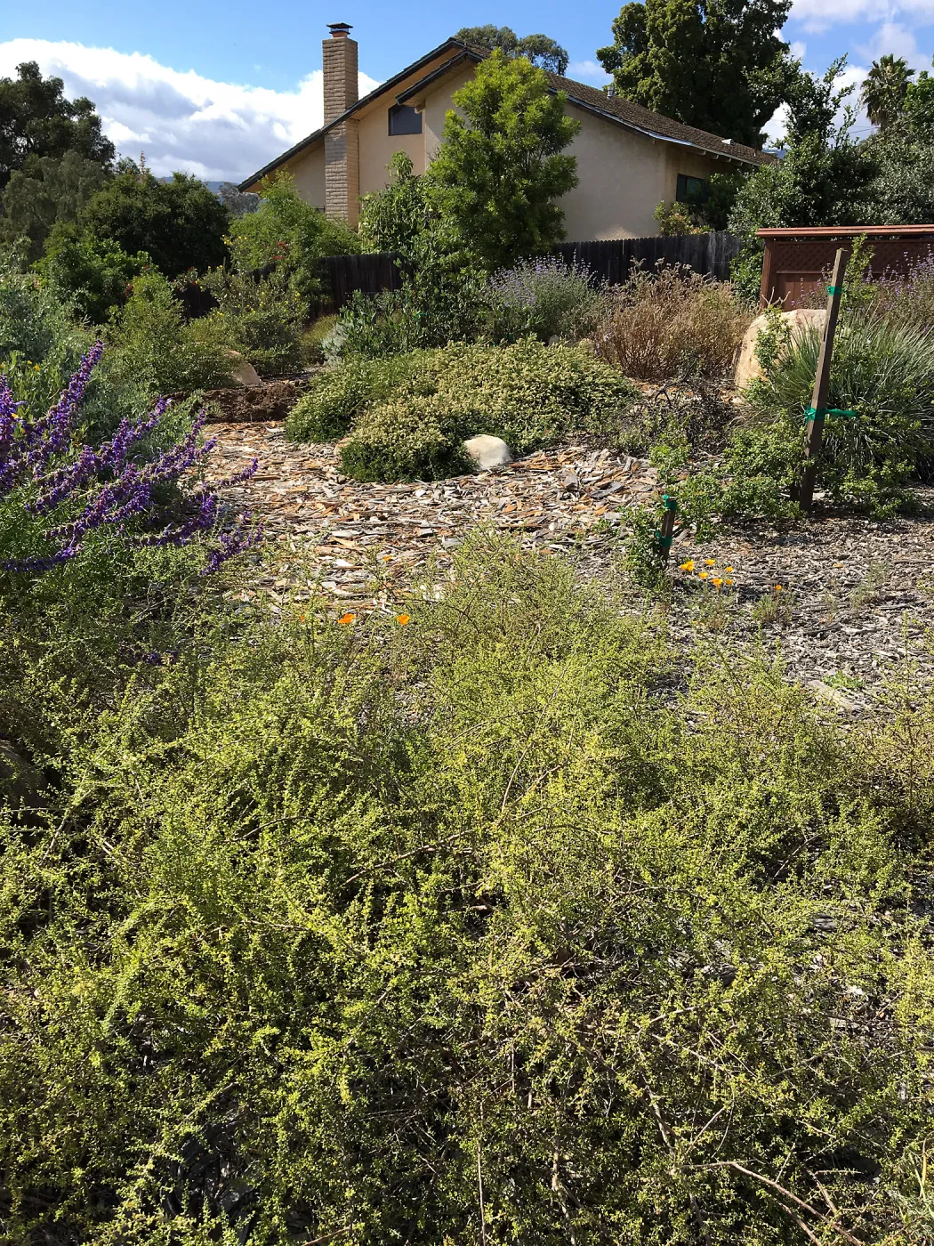 Peter Schuylerâ€™s garden, Lycium