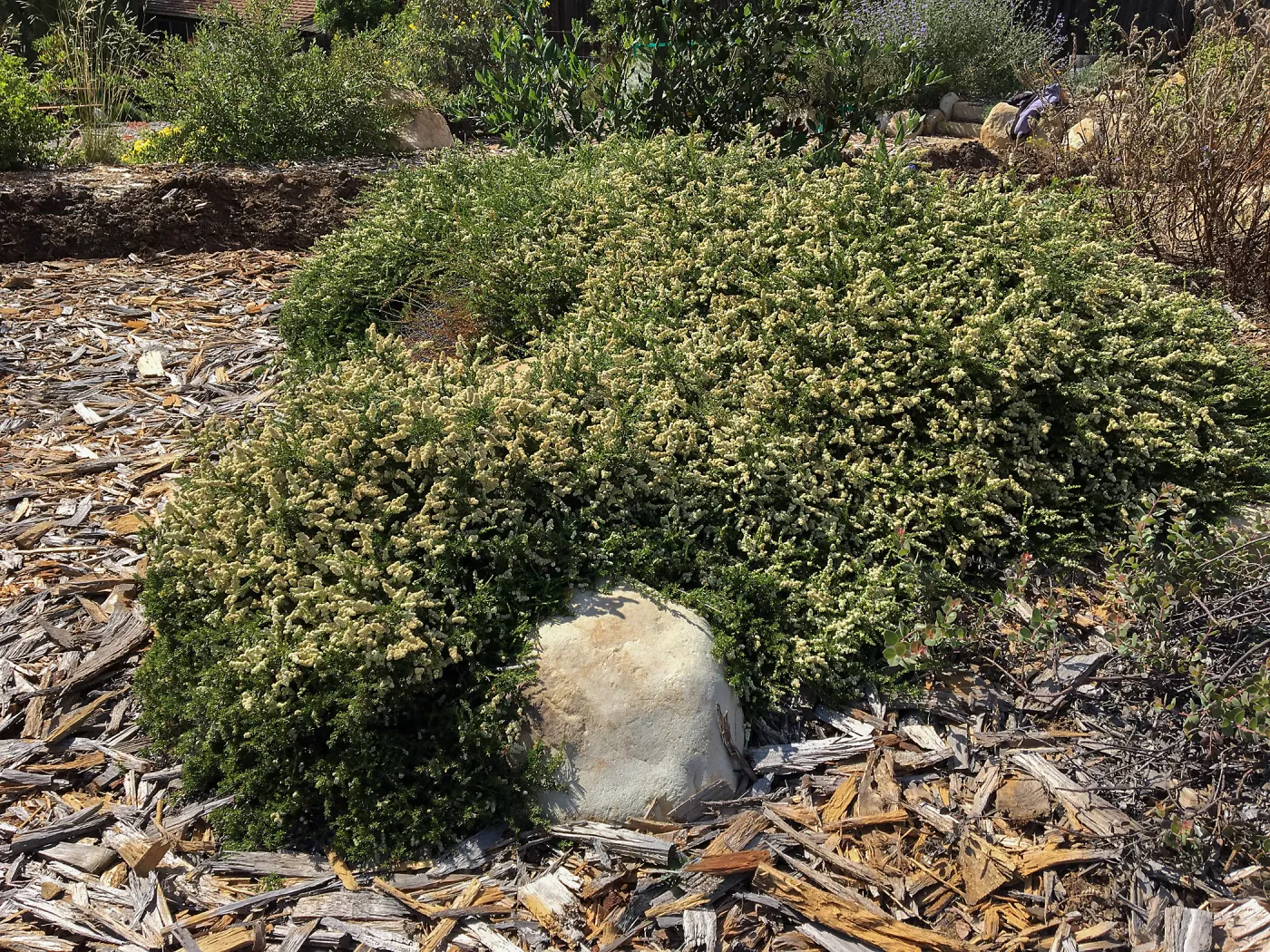 Peter Schuylerâ€™s garden, Adenostoma 