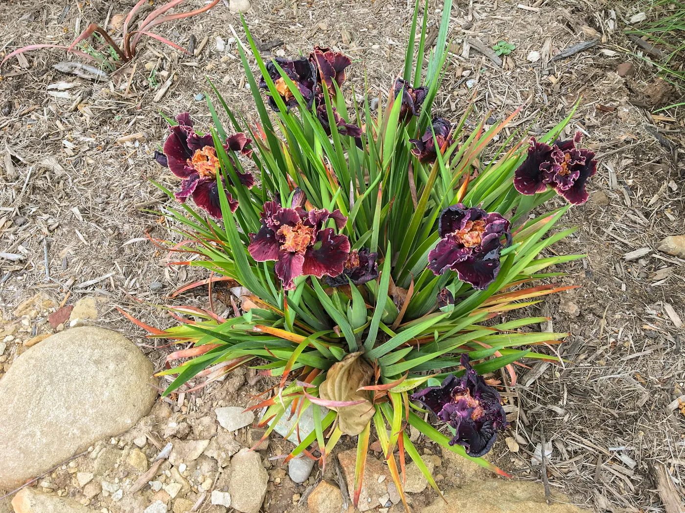 Iris PCH in Montecito garden designed by Isabelle Greene