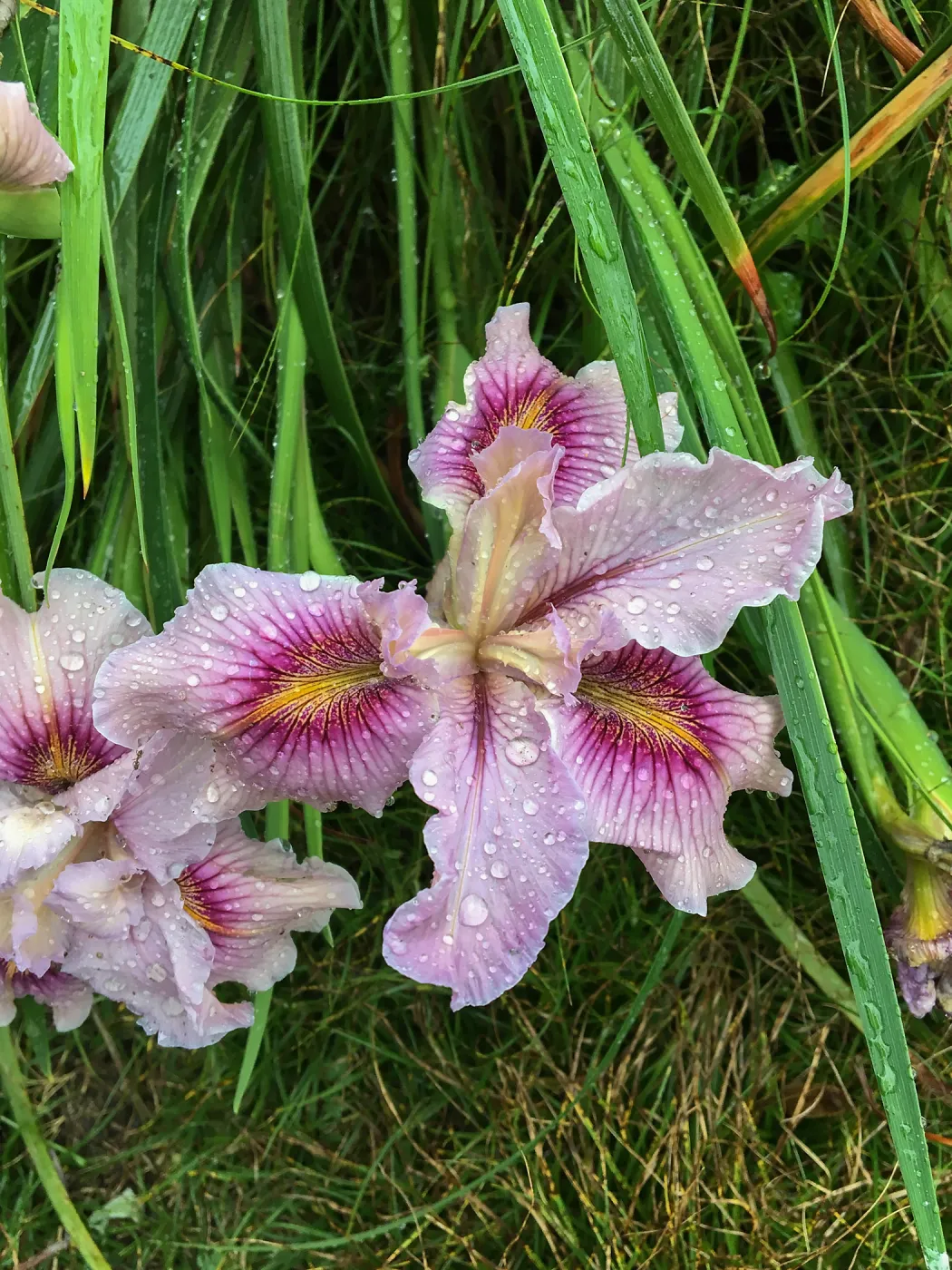 Iris PCH in Isabelle Greeneâ€™s garden