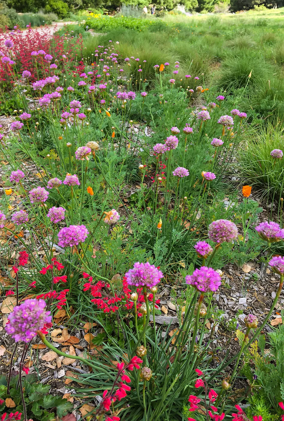 Armeria maritima in Meadow border