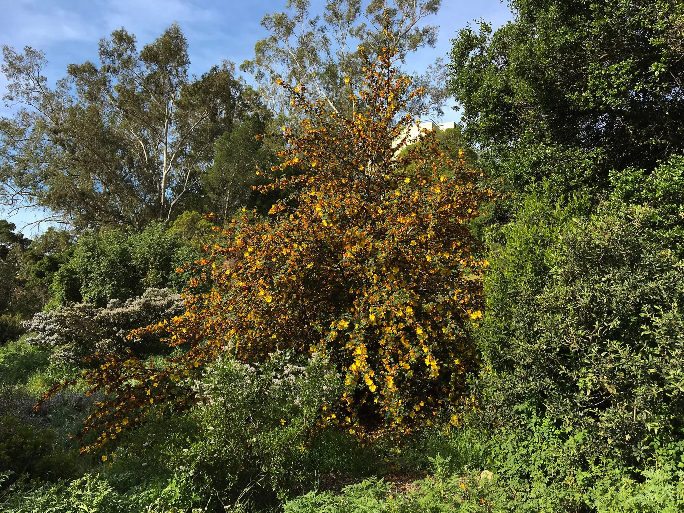 Fremontodendrons at the Tunnel Triangle