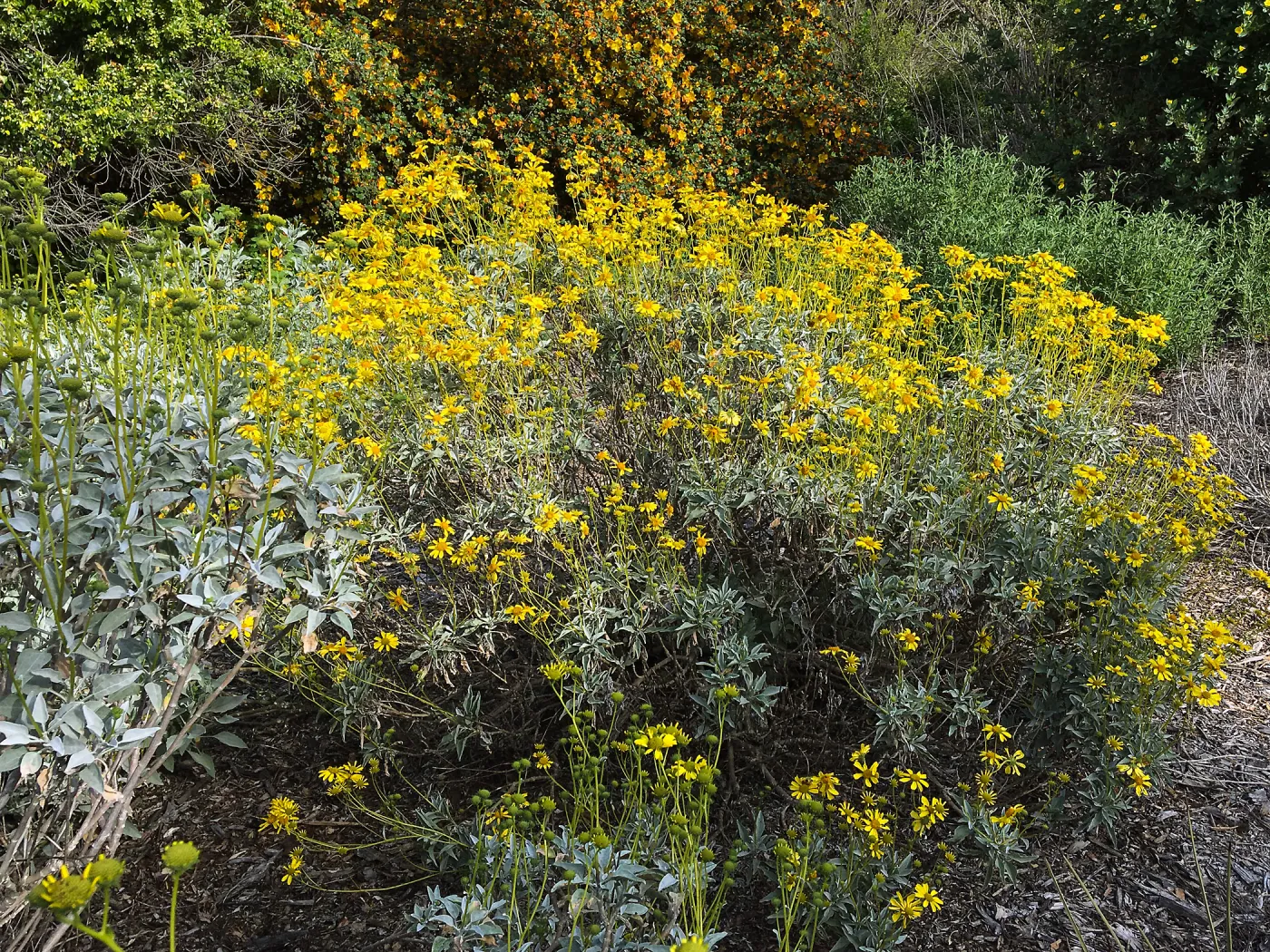 Encelia farinosa at the Tunnel Triangle