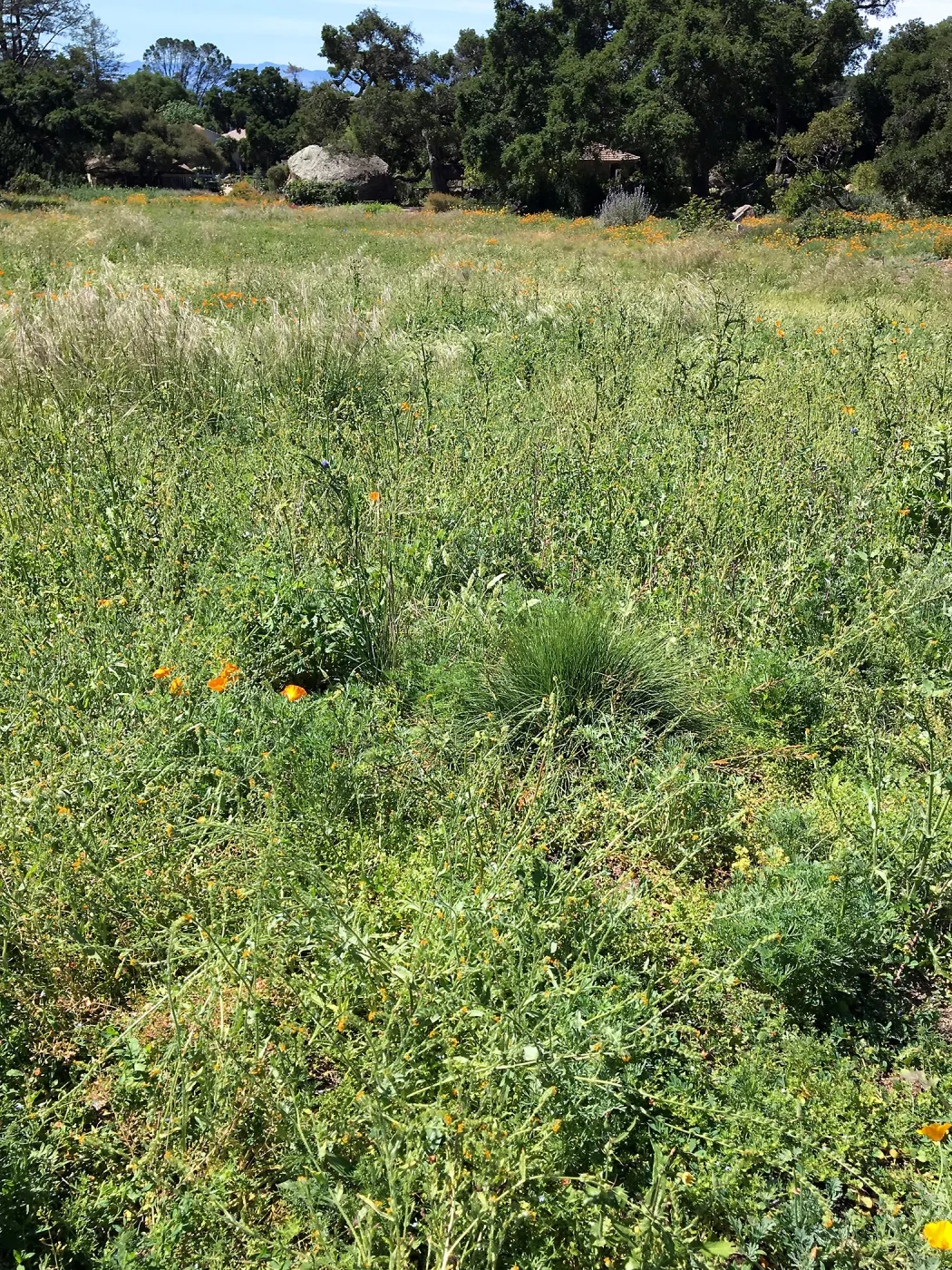 Weeds in the Meadow