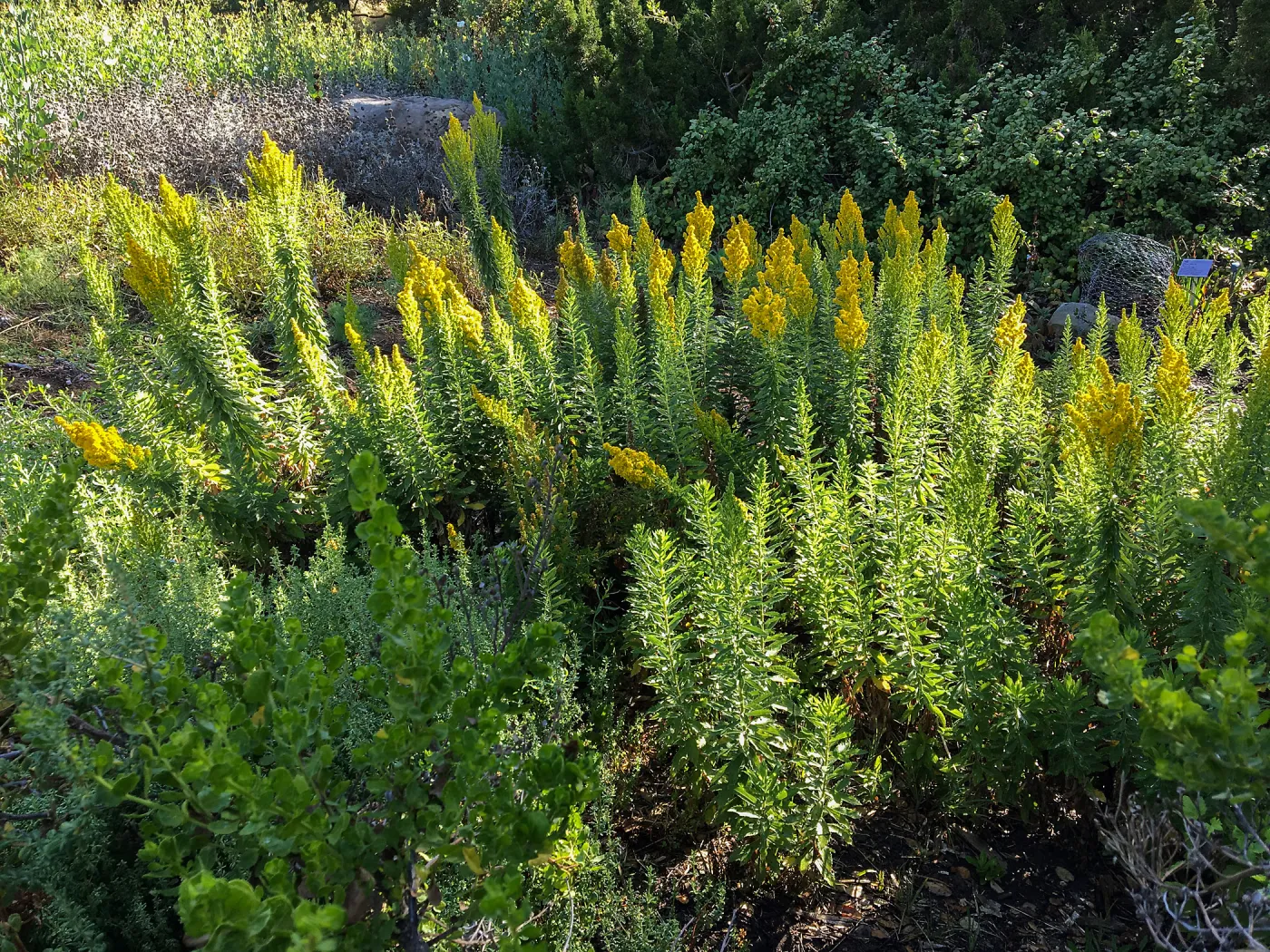 Solidago elongata, groundcover display