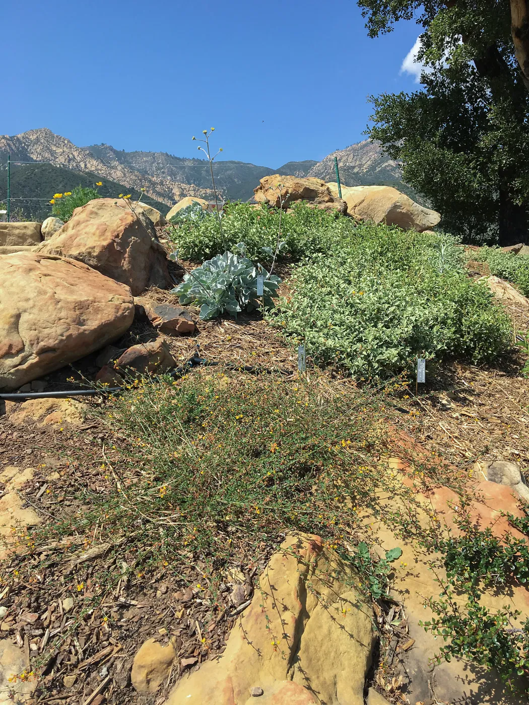 PCC Baja garden,