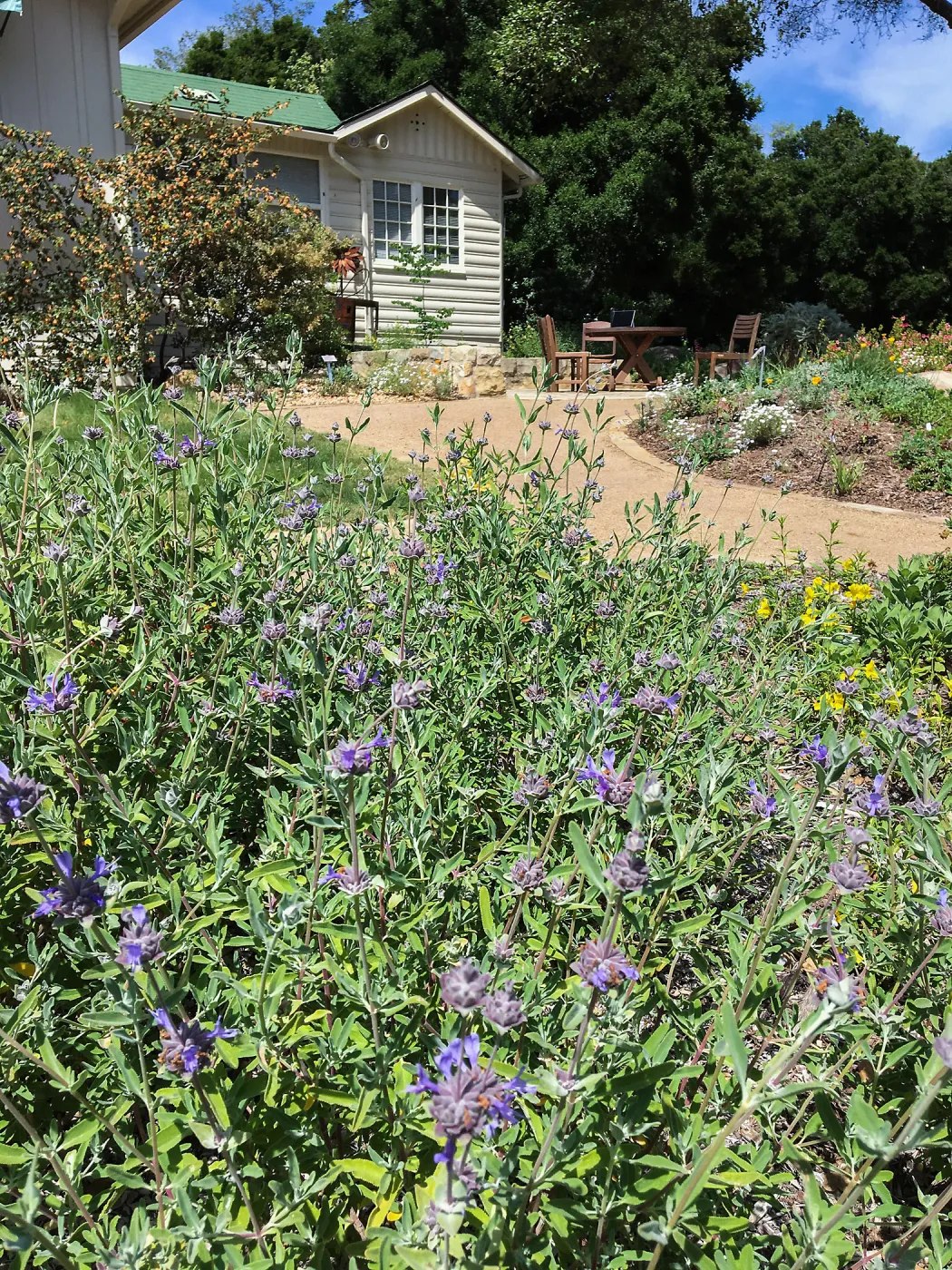 Salvia (Sage) Allen Chickering at the Water Wise Home Garden