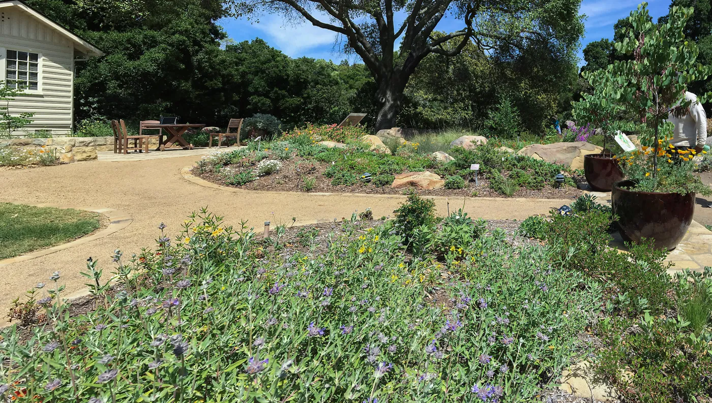 Salvia (Sage) Allen Chickering and Entry pots with Cercis occidentalis at the Water Wise Home Garden