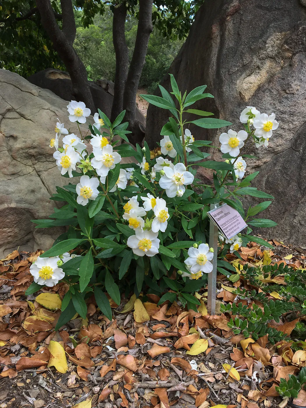 Carpenteria californica at the Water Wise Home Demonstration Garden