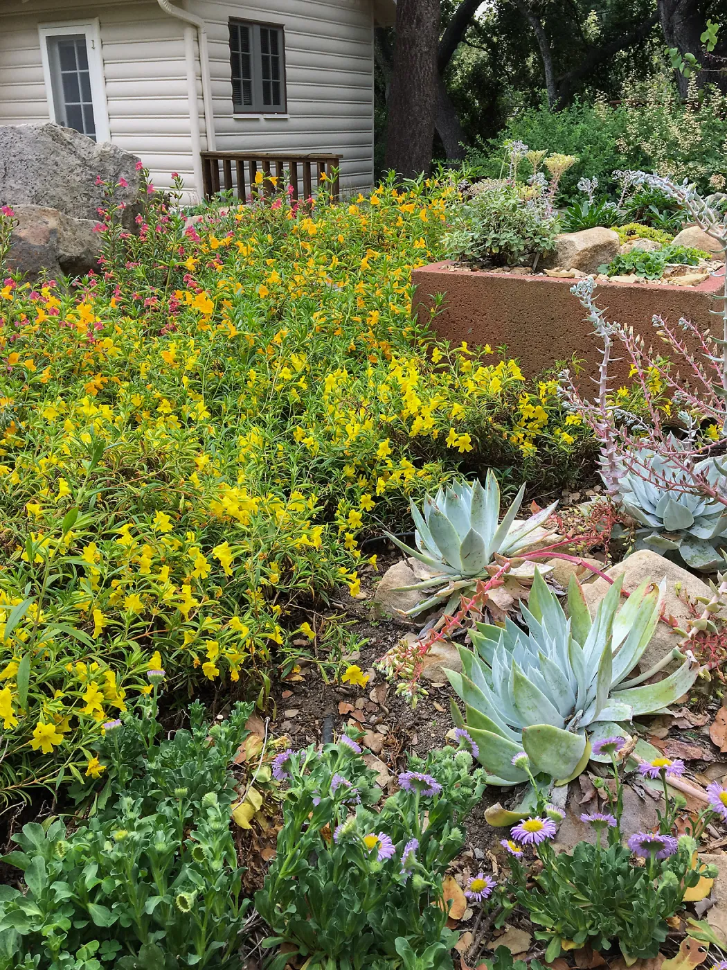 Diplacus Jelly Bean Yellow at the Water Wise Home Demonstration Garden