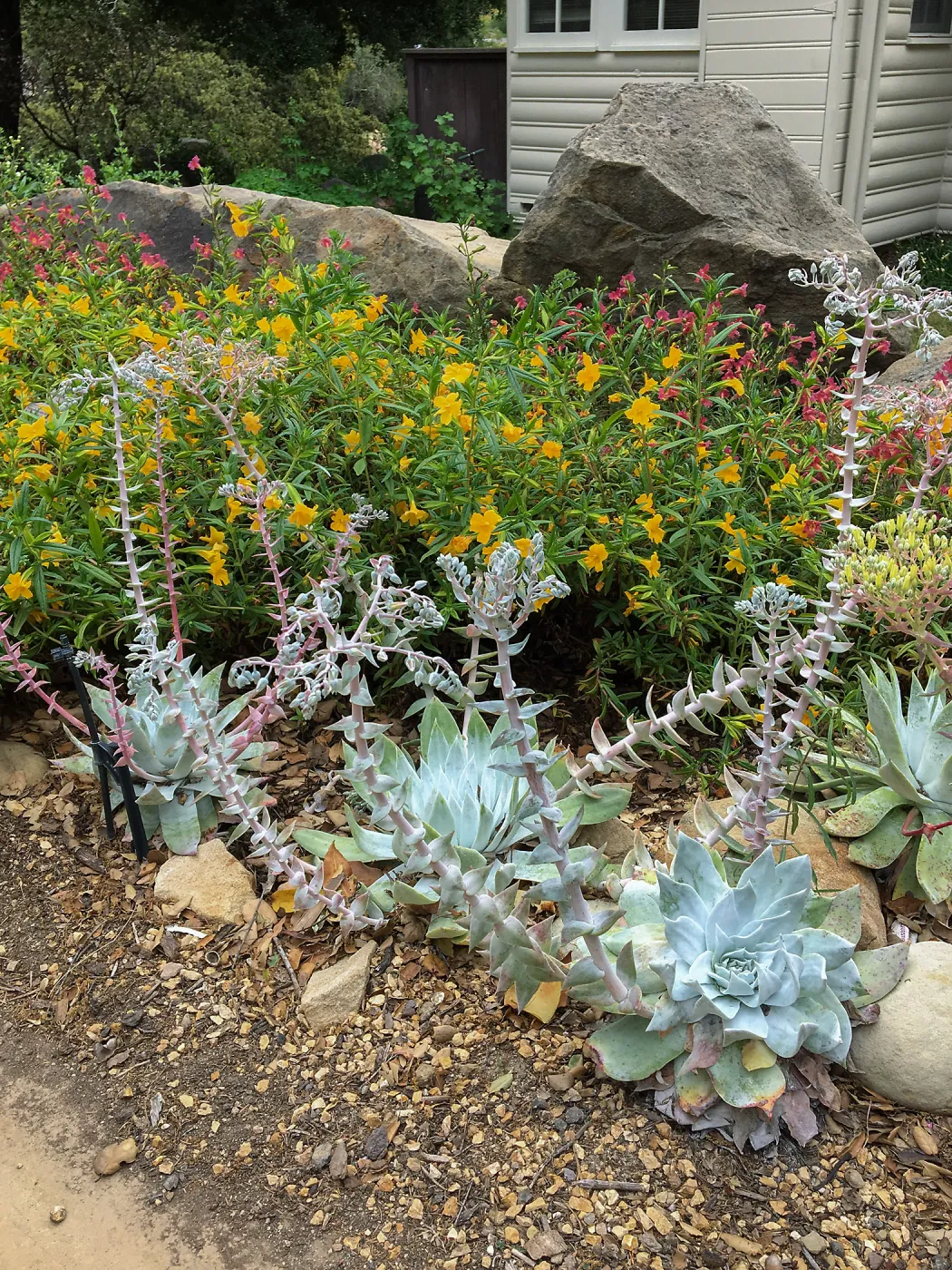 Dudleya brittonii at the Water Wise Home Demonstration Garden
