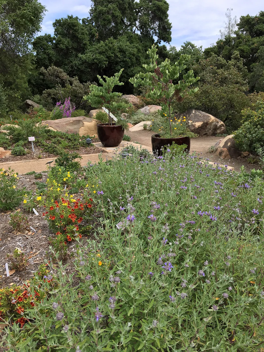 Entry pots with Cercis occientalis at the Water Wise Home Demonstration Garden