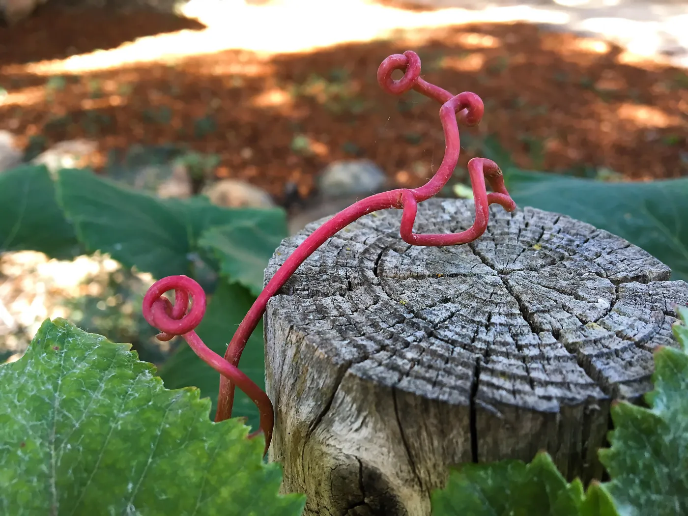 Vitis tendrils on fence at the Teahouse