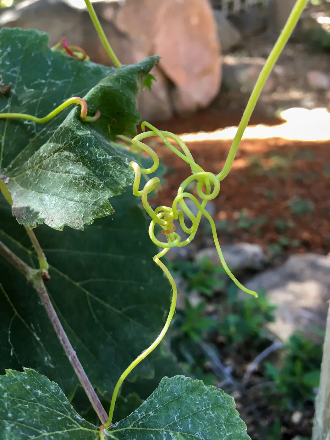 Vitis tendrils on fence at the Teahouse