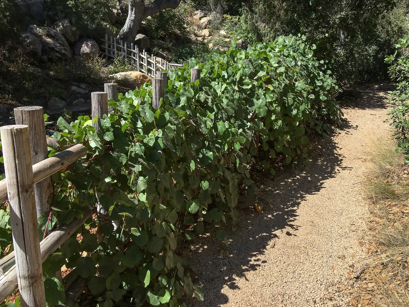 Vitis growing on fence at the Teahouse