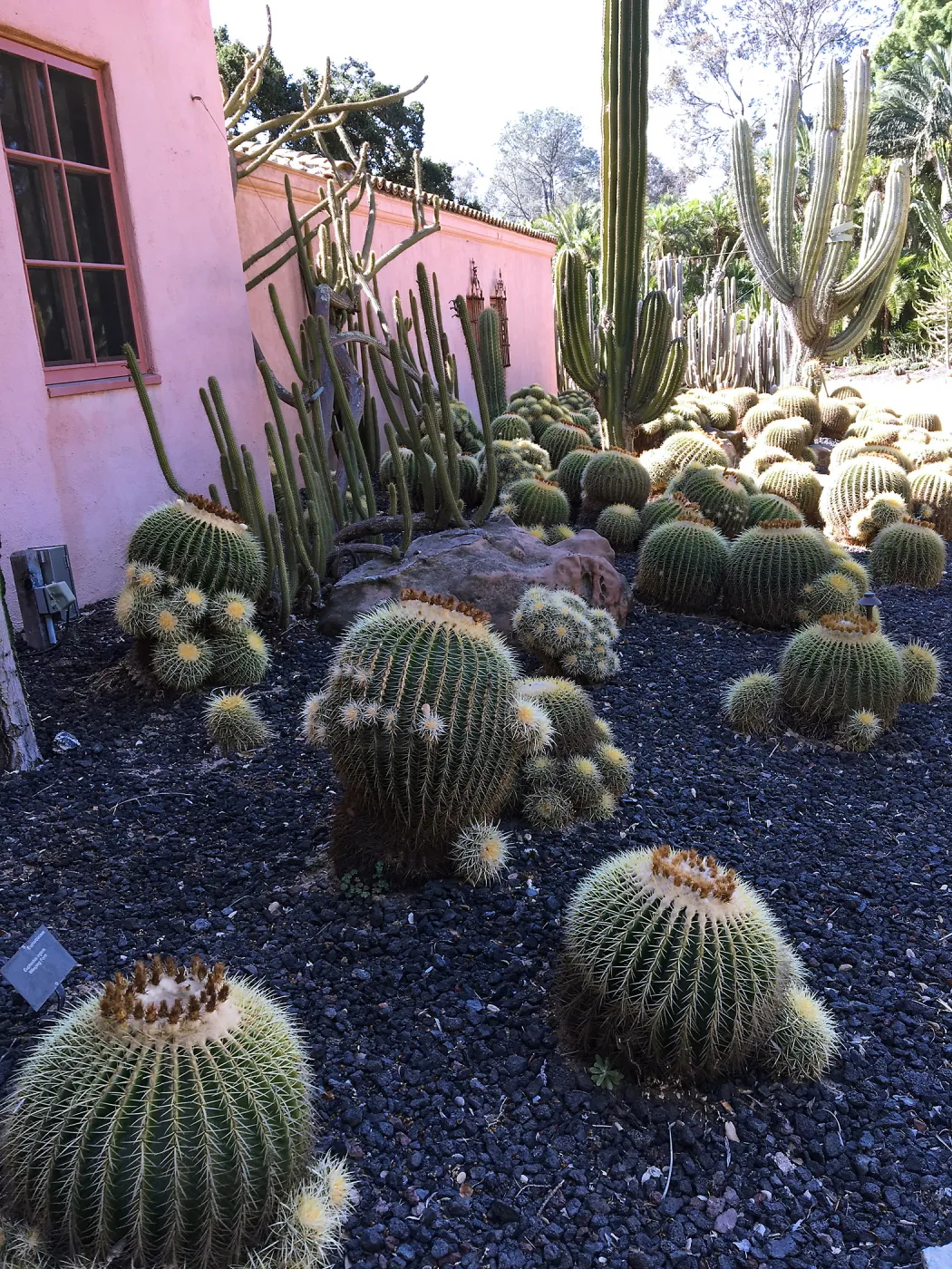 Barrel cactus border at Lotusland