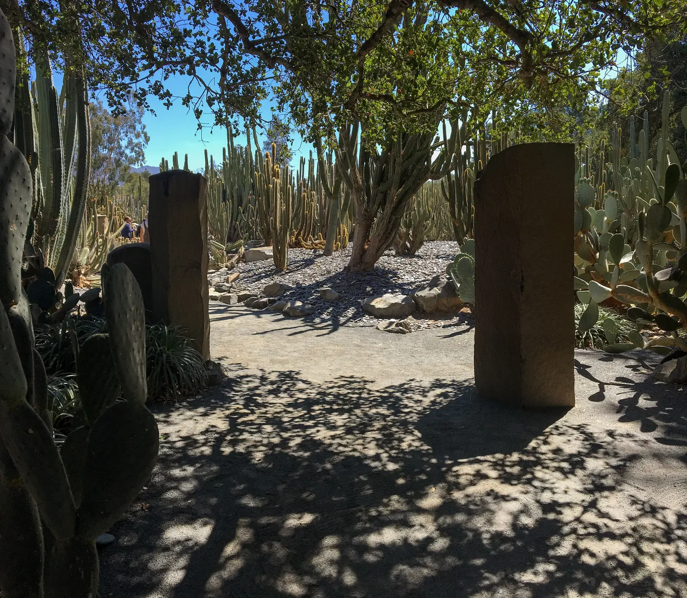 Cactus garden at Lotusland