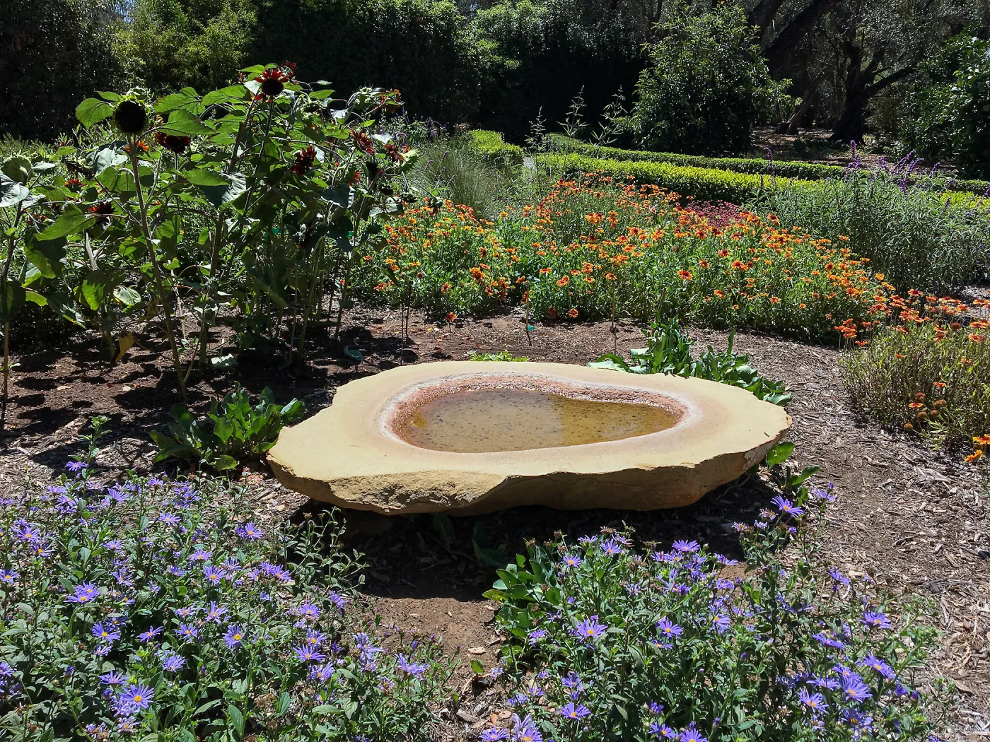 Water bowl in Lotusland pollinator garden 