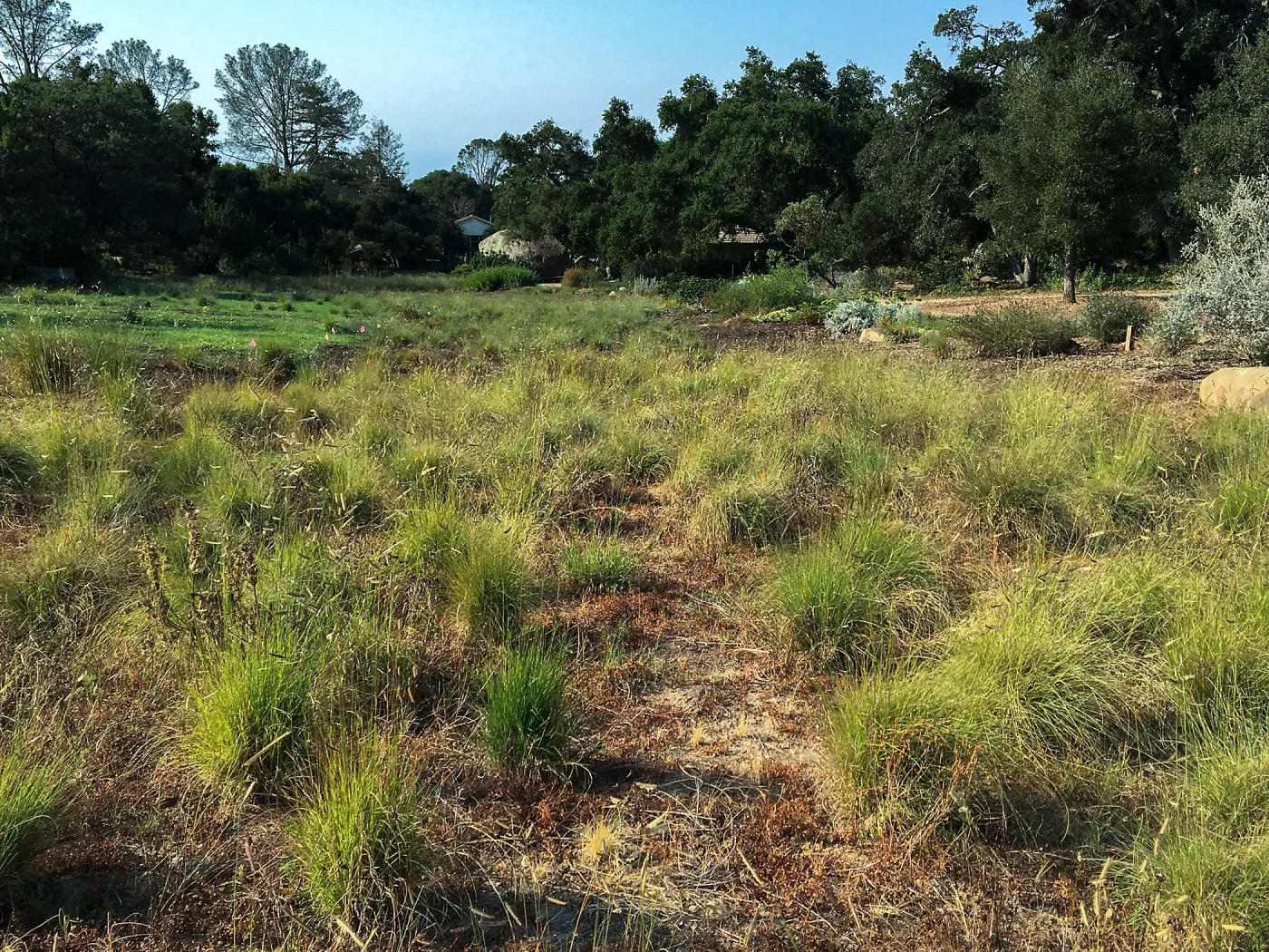 Bouteloua gracilis in the Meadow