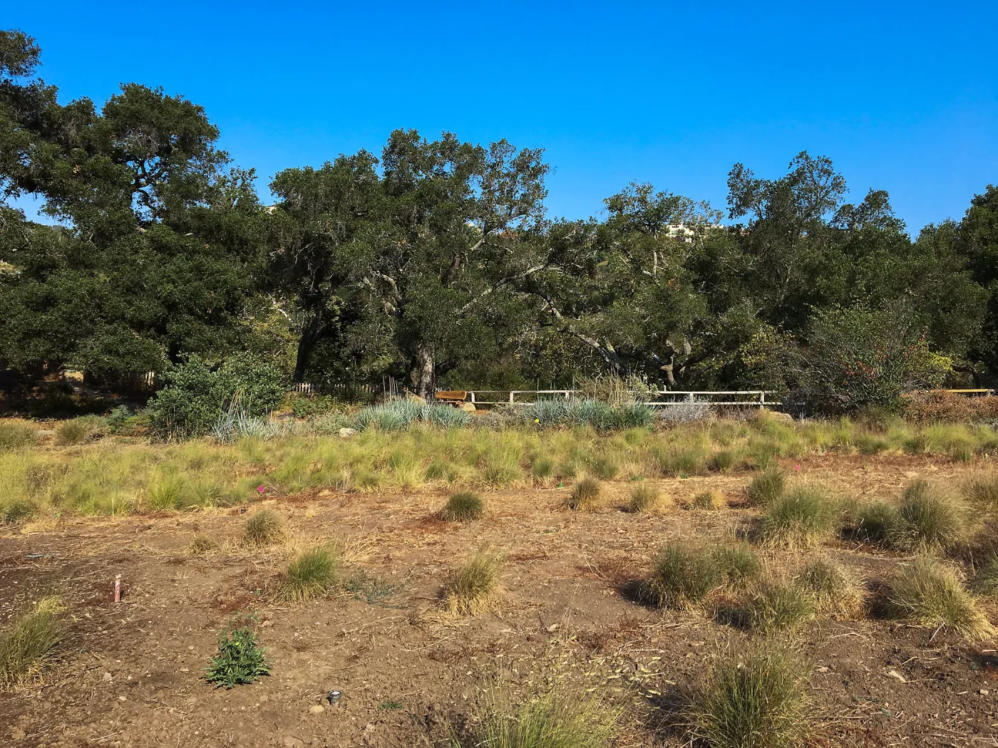 Upper meadow