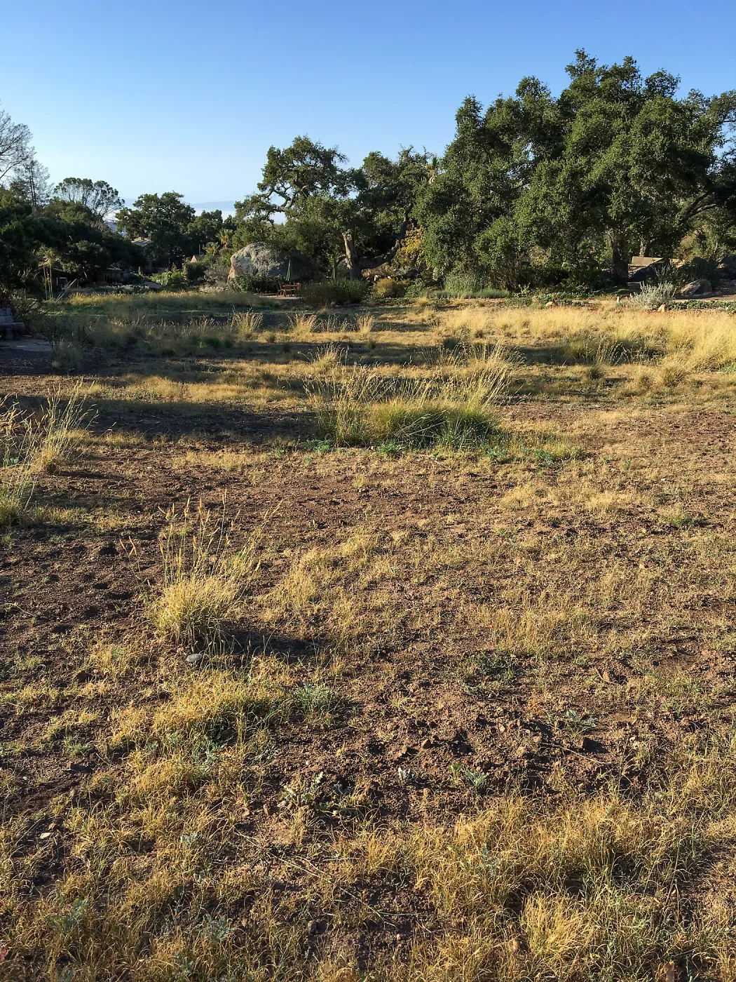 Meadow in progress