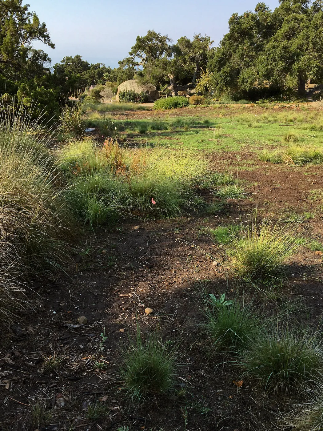 East side of Meadow 